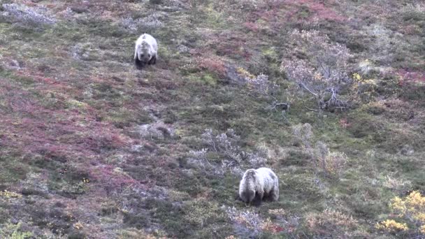 Grizzlis Automne Dans Parc National Denali Alaska — Video