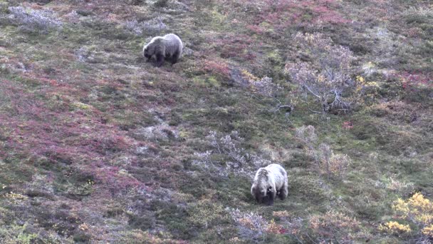 Orsi Grizzly Autunno Nel Denali National Park Alaska — Video Stock