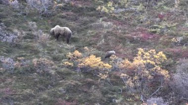 Sonbaharda boz ayılar Denali Ulusal Parkı Alaska 'da