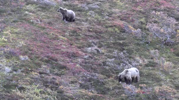 Grizzlyberen Herfst Denali National Park Alaska — Stockvideo