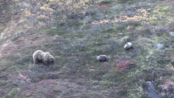 阿拉斯加德纳利国家公园秋天的灰熊 — 图库视频影像