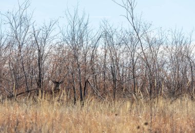Colorado 'daki sonbahar monotonluğu sırasında bir beyaz kuyruklu geyik geyiği.