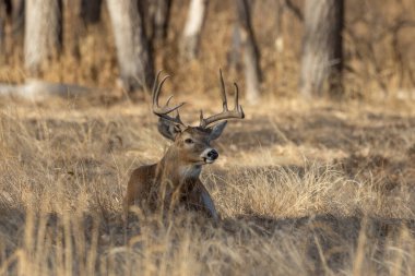 Colorado 'daki sonbahar monotonluğu sırasında bir beyaz kuyruklu geyik geyiği.