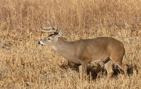 Een Witstaart Hertenbok Tijdens Herfstsleur Colorado — Stockfoto