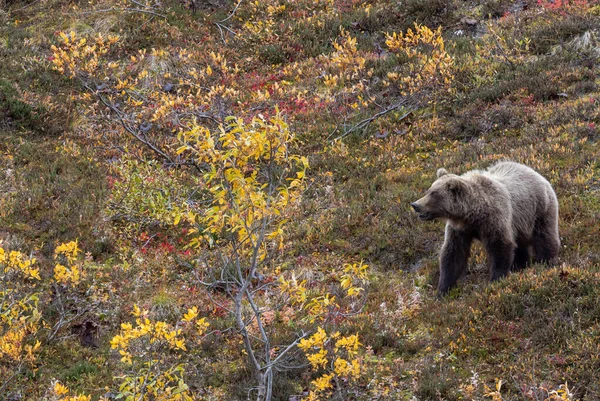 Ein Grizzlybär Herbst Denali Nationalpark Alaska — Stockfoto