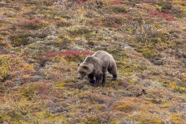 Oso Pardo Otoño Parque Nacional Denali Alaska —  Fotos de Stock