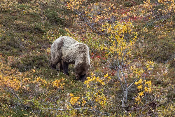 Ein Grizzlybär Herbst Denali Nationalpark Alaska — Stockfoto