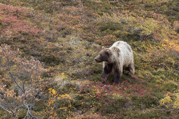 Medvěd Grizzly Podzim Národním Parku Denali Aljaška — Stock fotografie