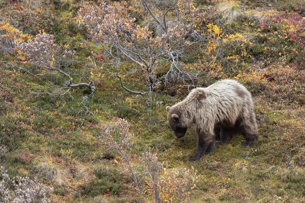 Een Grizzly Beer Herfst Denali National Park Alaska — Stockfoto