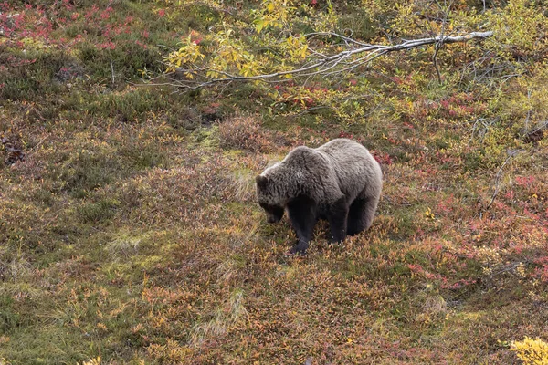 Urso Pardo Outono Parque Nacional Denali Alasca — Fotografia de Stock