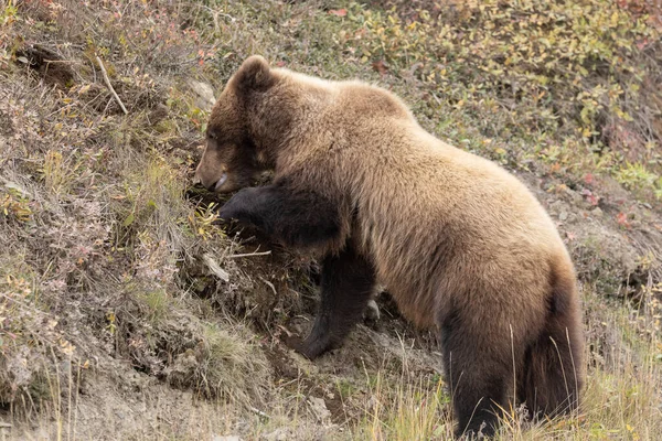 Medvěd Grizzly Podzim Národním Parku Denali Aljaška — Stock fotografie