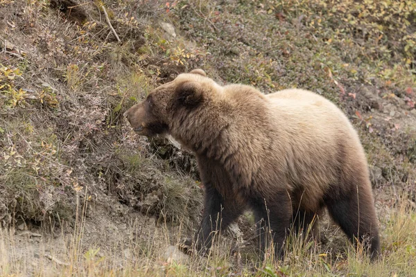 Urso Pardo Outono Parque Nacional Denali Alasca — Fotografia de Stock