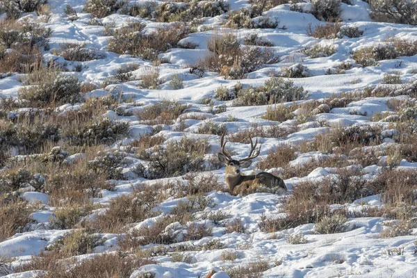 ワイオミング州では冬にラバの鹿が — ストック写真