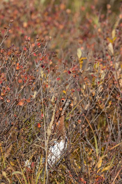 Salice Ptarmigan Autunno Nel Denali National Park Alaska — Foto Stock