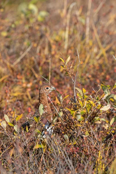 Willow Ptarmigan Autumn Denali National Park Alaska — Stock Photo, Image