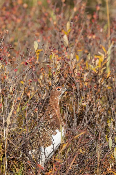 Willow Ptarmigan Autumn Denali National Park Alaska — Stock Photo, Image