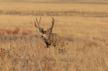 a mule deer buck in the fall rut in Colorado