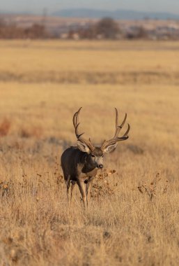 a mule deer buck in the fall rut in Colorado clipart