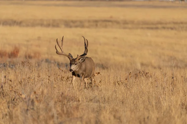 Mule Deer Buck Fall Rut Colorado — Stockfoto
