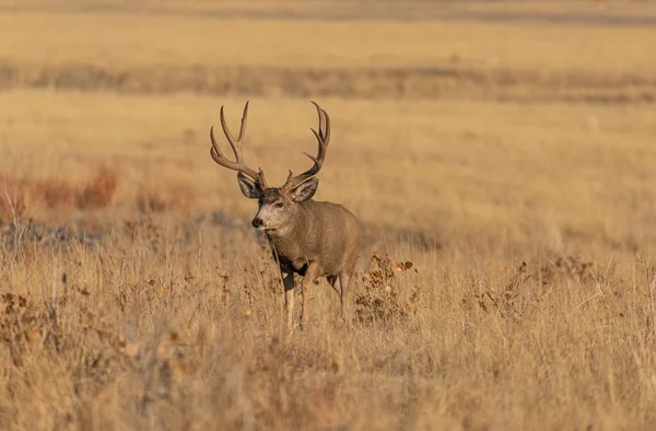 Een Ezel Hert Bok Herfst Bronst Colorado — Stockfoto