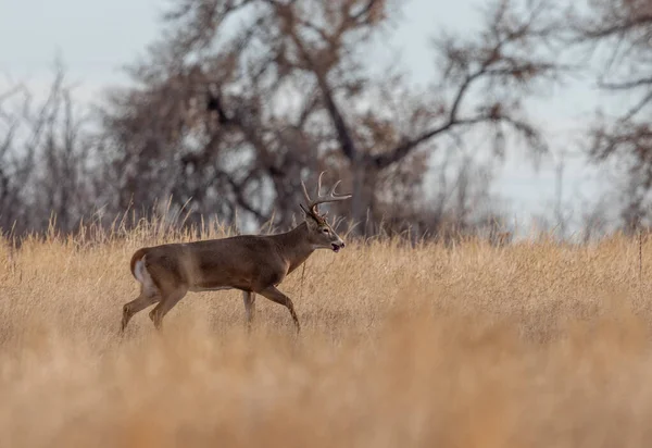 Ein Weißnagel Rehbock Colorado Während Der Herbsttracht — Stockfoto