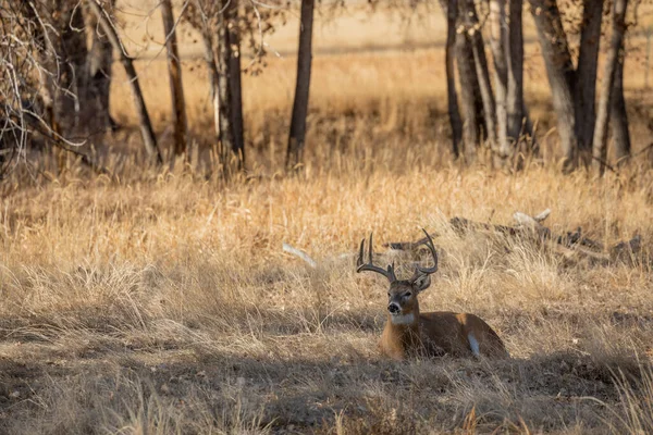 Ein Weißnagel Rehbock Colorado Während Der Herbsttracht — Stockfoto