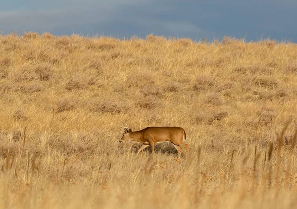 Whitetail Rådjur Bock Colorado Hösten Rut — Stockfoto