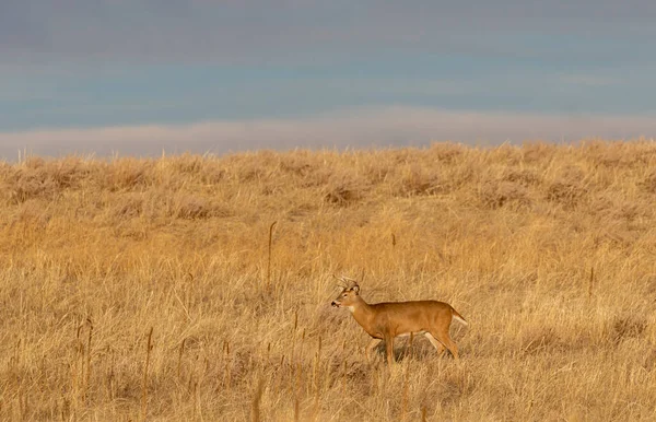 Whitetail Deer Buck Colorado Fall Rut — 스톡 사진