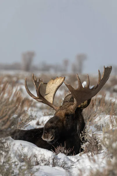 Bull Moose Bedded Sagebrush Grand Teton National Park Wyoming Winter — Stock Photo, Image