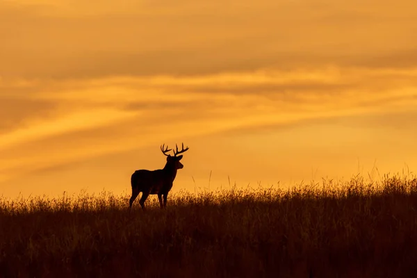 Whitetail Deer Buck Sunset Autumn — Stock Photo, Image