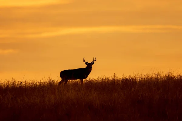 Whitetail Deer Buck Sunset Autumn — Stock Photo, Image