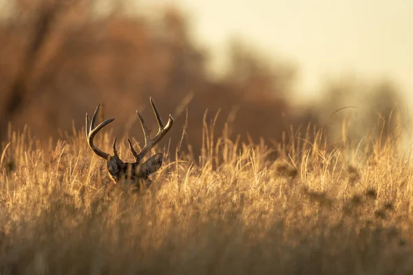 Een Hert Colorado Bronst Herfst — Stockfoto