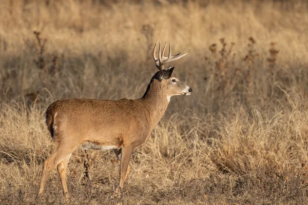 Veado Buck Whitetail Colorado Rotina Outono — Fotografia de Stock