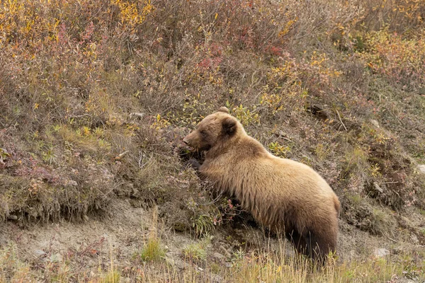 Orso Grizzly Nel Denali National Park Alaska Autunno — Foto Stock