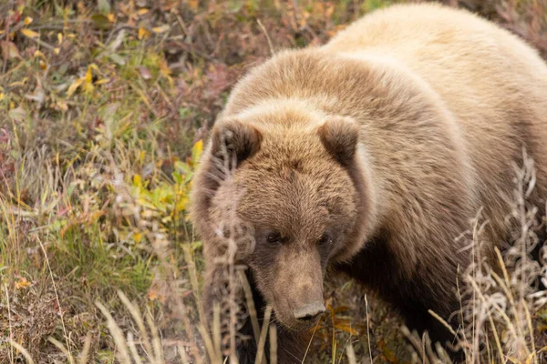 Medvěd Grizzly Národním Parku Denali Aljašce Podzim — Stock fotografie