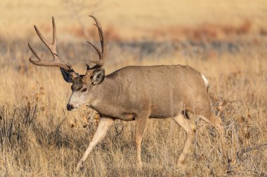 Sonbahar monotonluğu sırasında Colorado 'da bir geyik katırı.