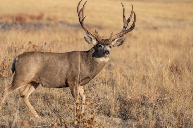 Sonbahar monotonluğu sırasında Colorado 'da bir geyik katırı.
