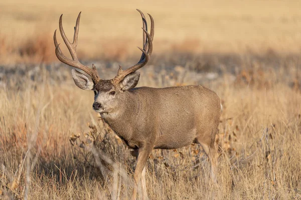 Een Ezelhertenbok Colorado Tijdens Herfstsleur — Stockfoto