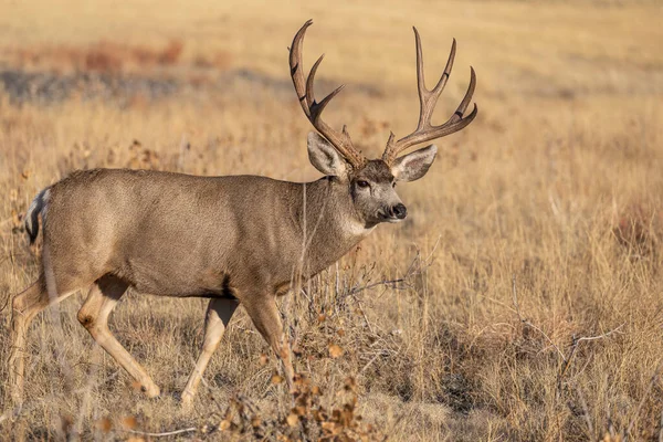 Een Ezelhertenbok Colorado Tijdens Herfstsleur — Stockfoto