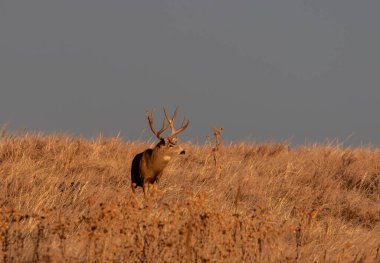 a mule deer buck in autumn in Colorado during the rut clipart