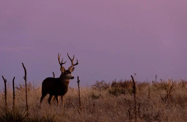 コロラドの秋の日の出にラバの鹿が帰ってきた — ストック写真