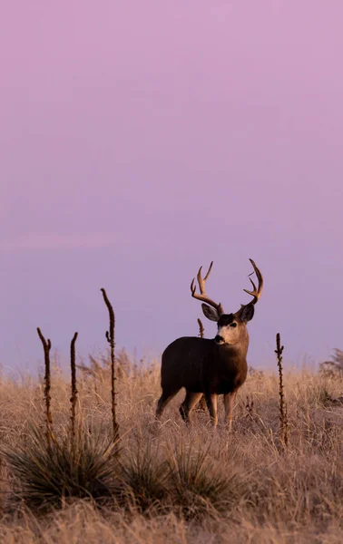 Cerf Mulet Buck Automne Dans Colorado Lever Soleil — Photo