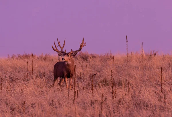 Mule Deer Buck Autumn Colorado Sunrise — Stock Photo, Image