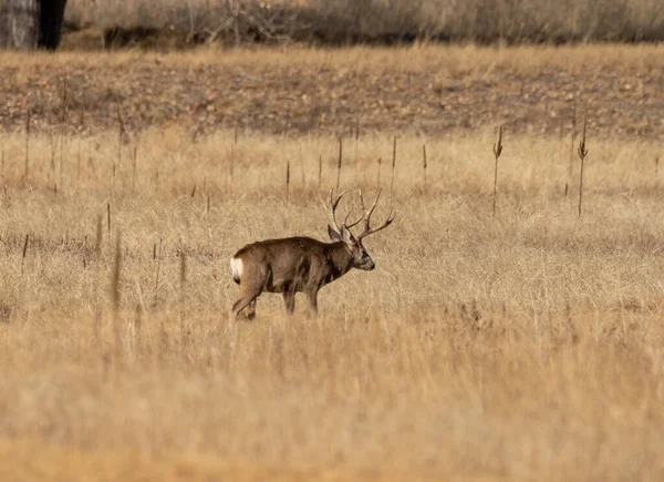 秋にコロラド州でラバの鹿が小屋に戻り — ストック写真