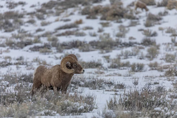 Ovčí Beran Zimě Wyomingu — Stock fotografie