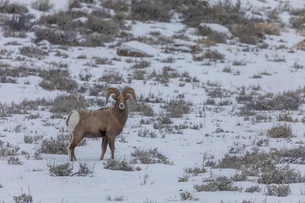 a bighorn sheep ram in Wyoming in winter
