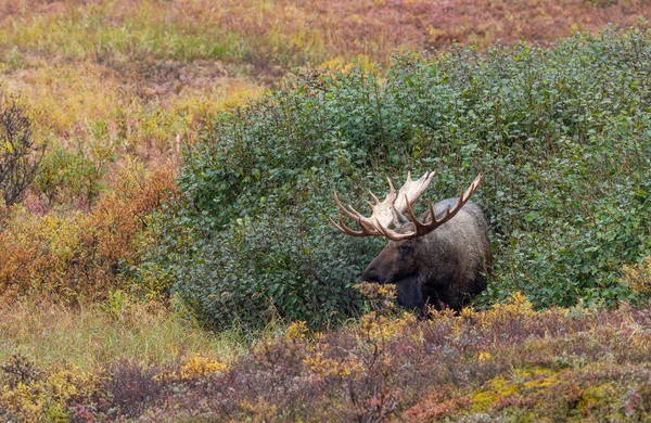 Een Alaska Yukon Stier Eland Denali National Park Alaska Herfst — Stockfoto