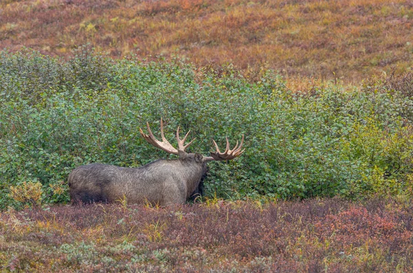 Aljaška Yukon Býk Los Národním Parku Denali Aljaška Podzim — Stock fotografie