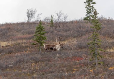Sonbaharda Denali Ulusal Parkı Alaska 'da kıraç bir ren geyiği boğası.