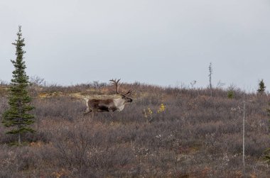 Sonbaharda Denali Ulusal Parkı Alaska 'da kıraç bir ren geyiği boğası.